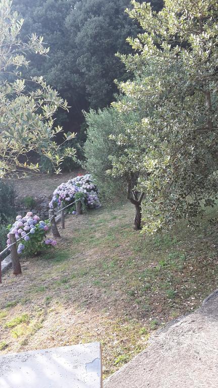 Arvasia Vernazza Luaran gambar